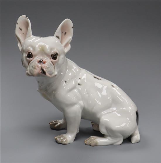 An Augarten porcelain model of a French bulldog height 15cm